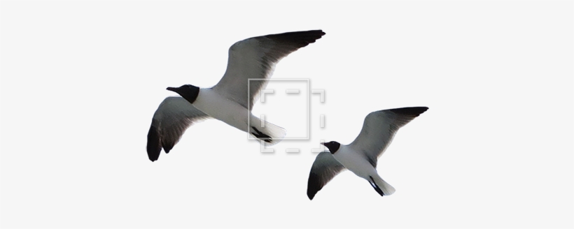 Parent Category - Laughing Gull, transparent png download