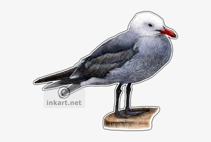 Heermann's Gull Art Decal - Drawing, transparent png download