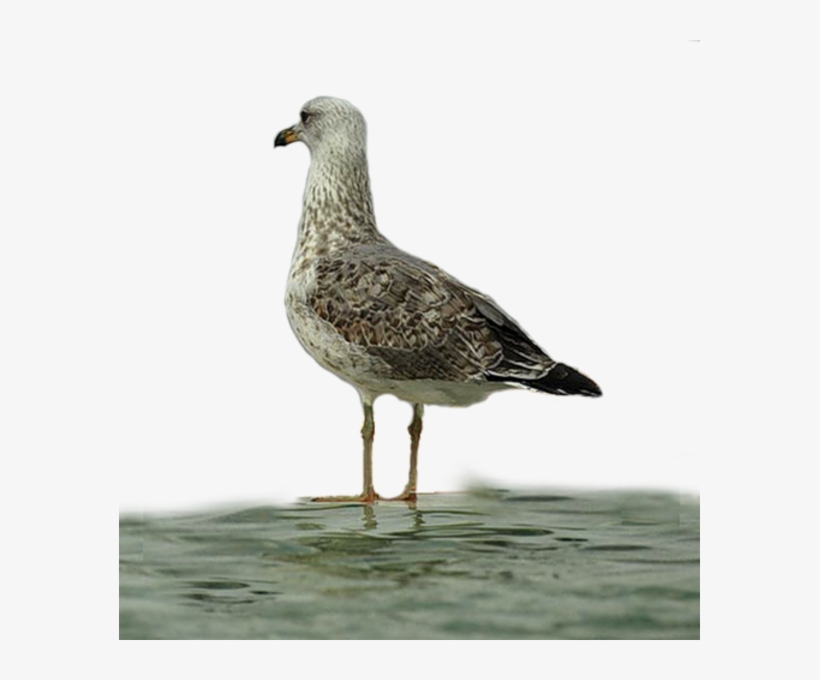 Seagulls - European Herring Gull, transparent png download