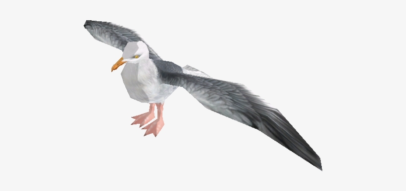 Gulls Or Seagulls Are Seabirds Of The Family Laridae - Atlantic Puffin, transparent png download