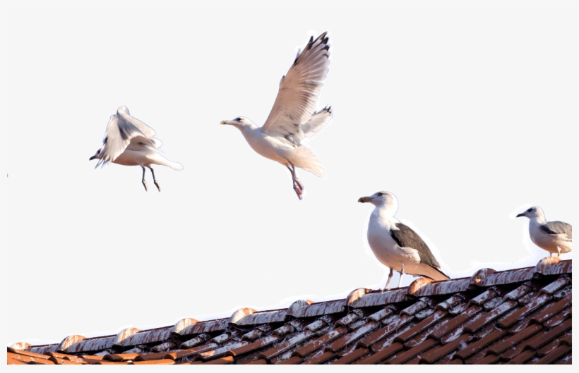 21 Dec Jl Pest Control Brighton Seagulls - Bird Control Full Banner, transparent png download
