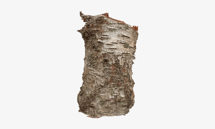 Birch Bark Extract - Bark Transparent Png, transparent png download