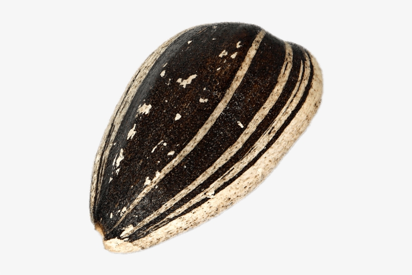 Food - Sunflower Seed Png, transparent png download