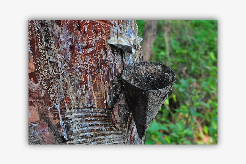 The Process Of Obtaining Turpentine Involves Cutting - Hindi, transparent png download