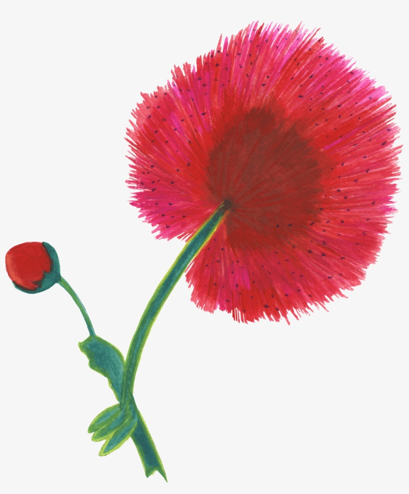 Dianthus, transparent png download