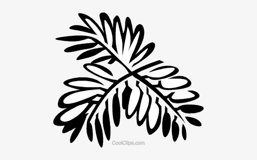 Mimosa - Illustration, transparent png download