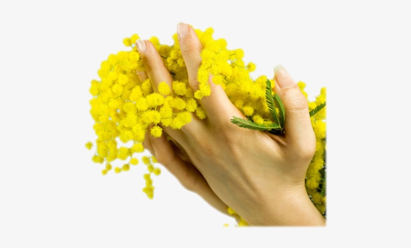 Mimosa - International Women's Day, transparent png download