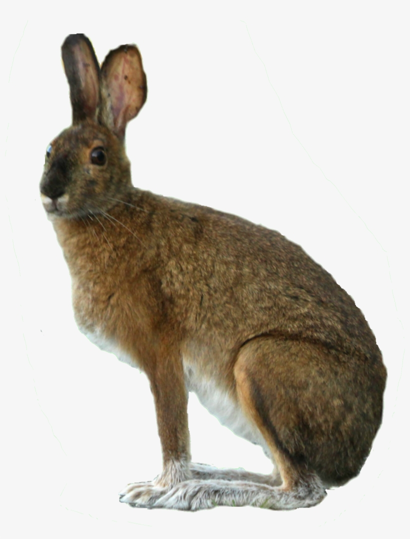 Black And White Download We Like It Why Should This, transparent png download