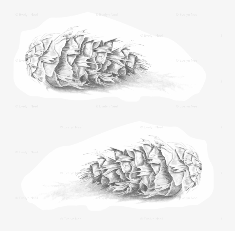 Douglas Fir Pine Cone Black And White Fabric - Douglas Fir, transparent png download