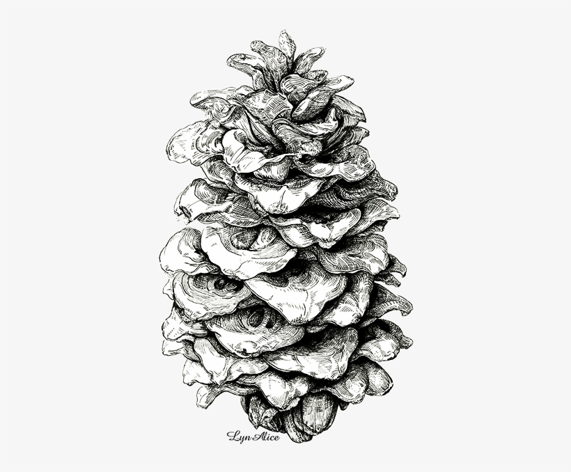 Watercolor Pine Cone - Pine, transparent png download