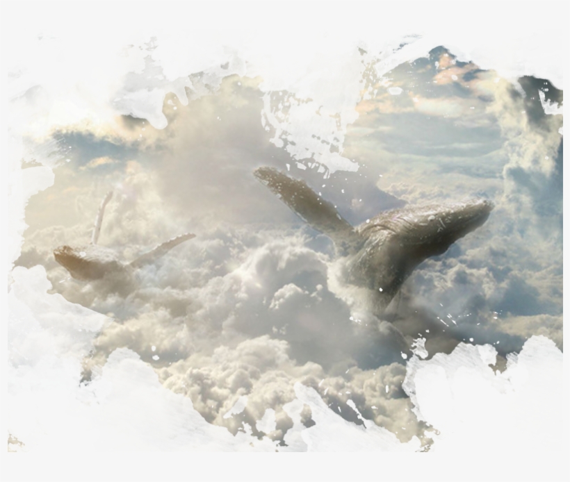 Right1 - Whale Art In Cloud, transparent png download