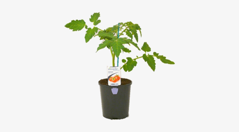 Houseplant, transparent png download