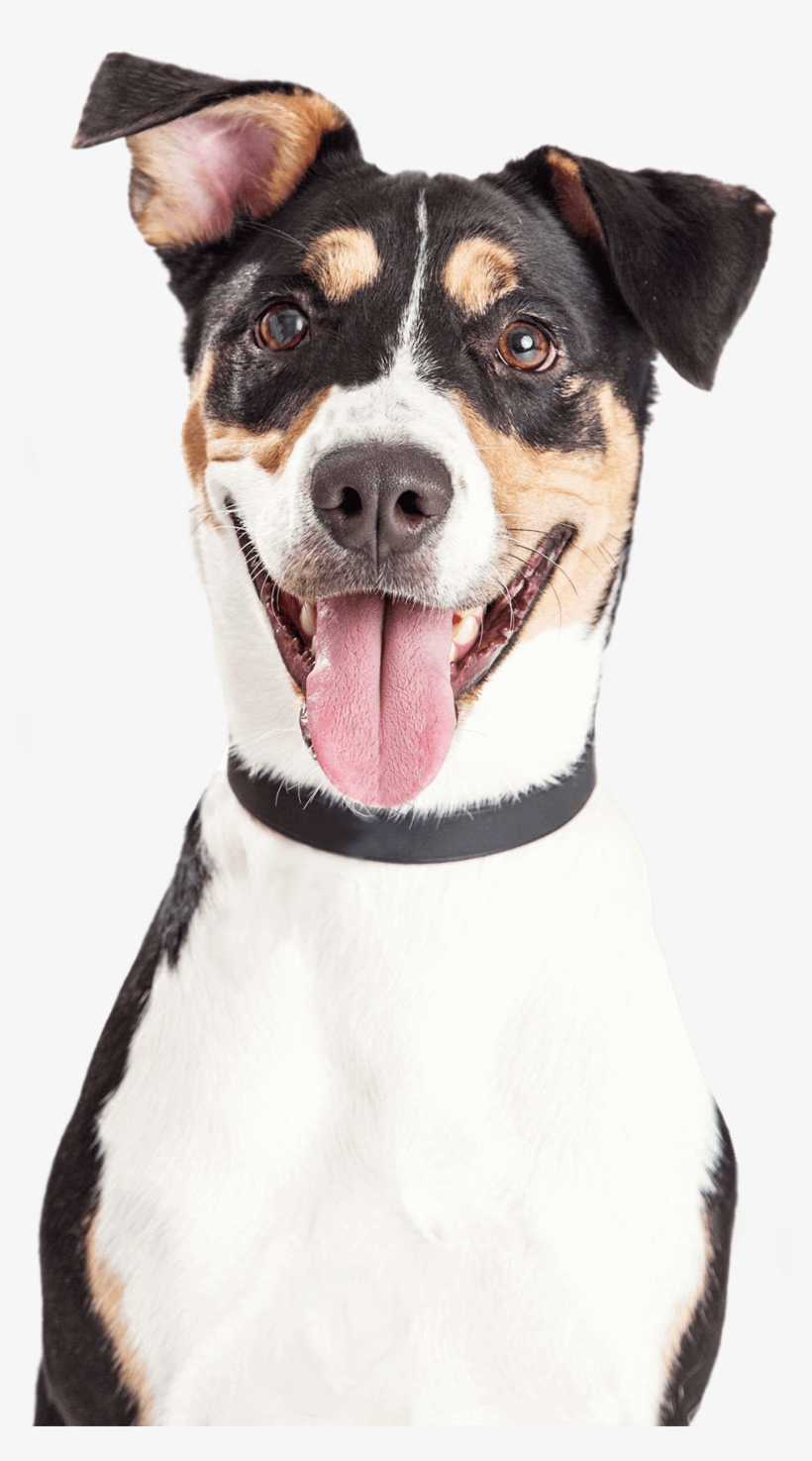 Artículos Para Mascotas - Dog And Cat Smiling, transparent png download