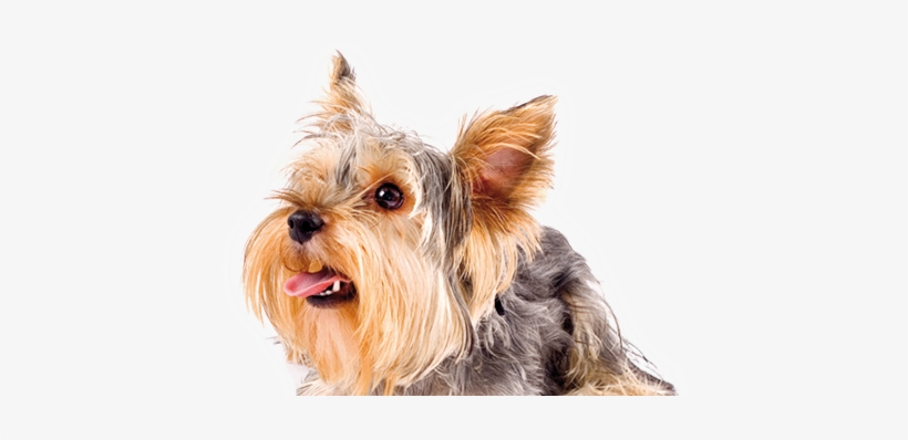 Dog, transparent png download