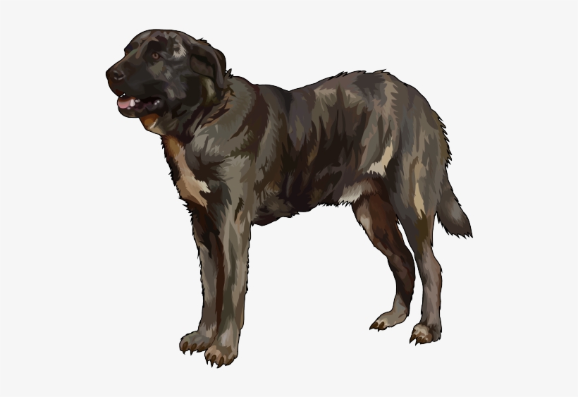 Perro-majorero - Perro De Ganado Majorero, transparent png download