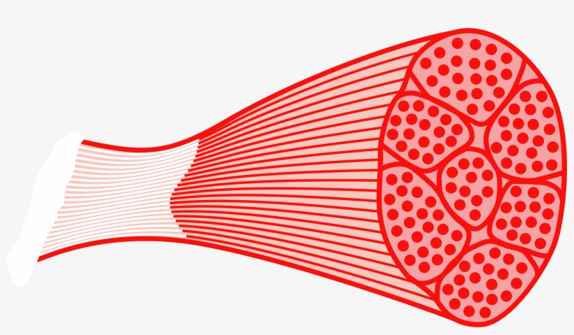 This Free Icons Png Design Of Skeletal Muscle, transparent png download