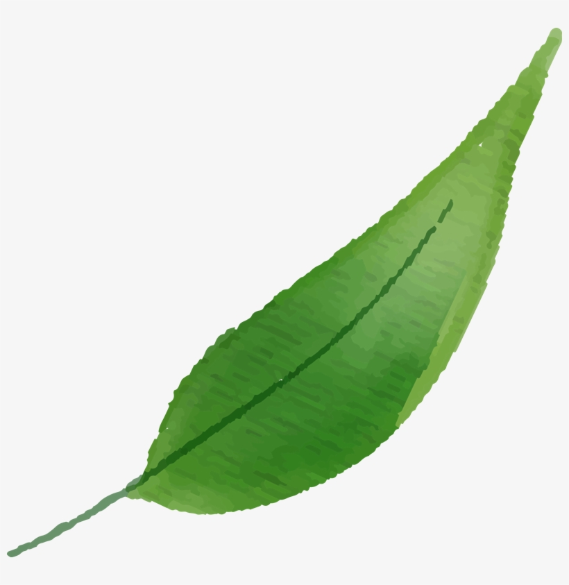 Melastome Family, transparent png download