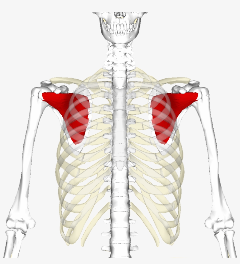 The Subscapularis Muscle Of The Rotator Cuff, In Red, - Bones And Muscles Gif, transparent png download