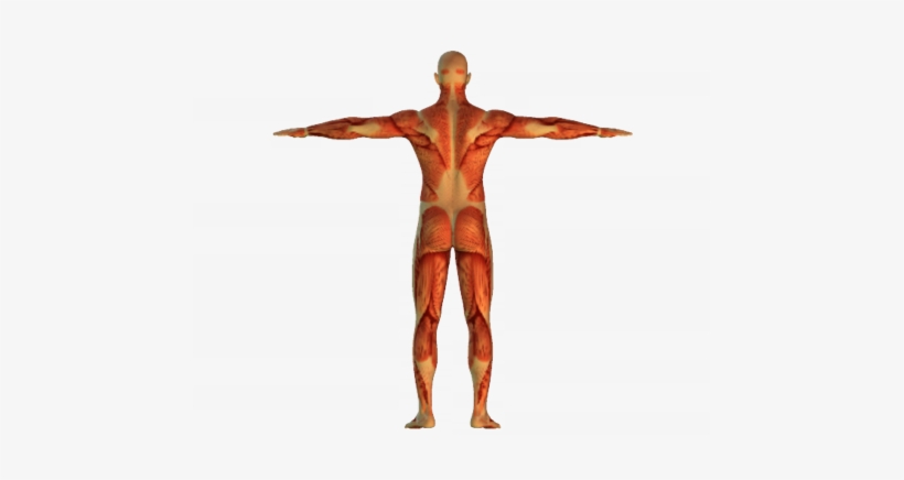 Of Course, The Movement Of The Skeletal Muscles Is - Skeleton With Muscles Png, transparent png download
