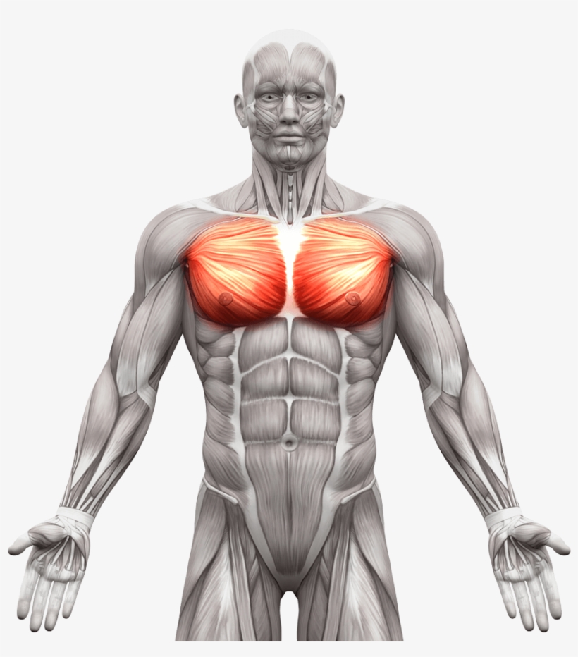 Pectoralis Major Function Origin - Prosupps Aminolinx - 30 Servings Watermelon, transparent png download