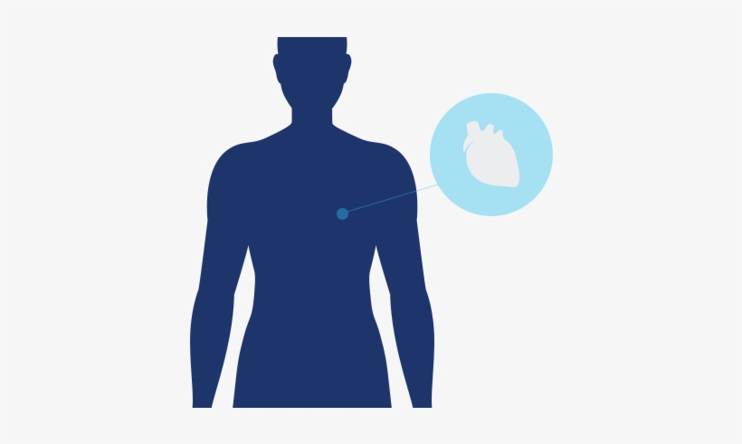 Heart Icon Heart Active Icon - Muscle, transparent png download