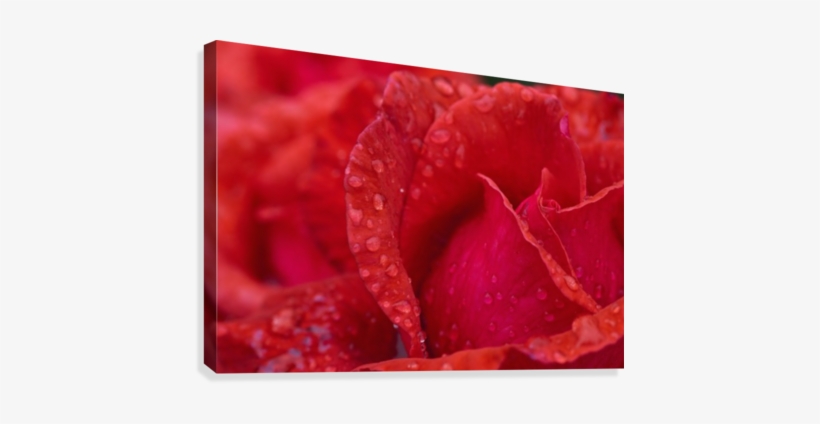 Red Rose Petals With Dew Drops - Printscapes Wall Art: 18" X 12" Canvas Print With Black, transparent png download
