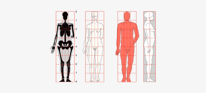 Human Body Size, transparent png download