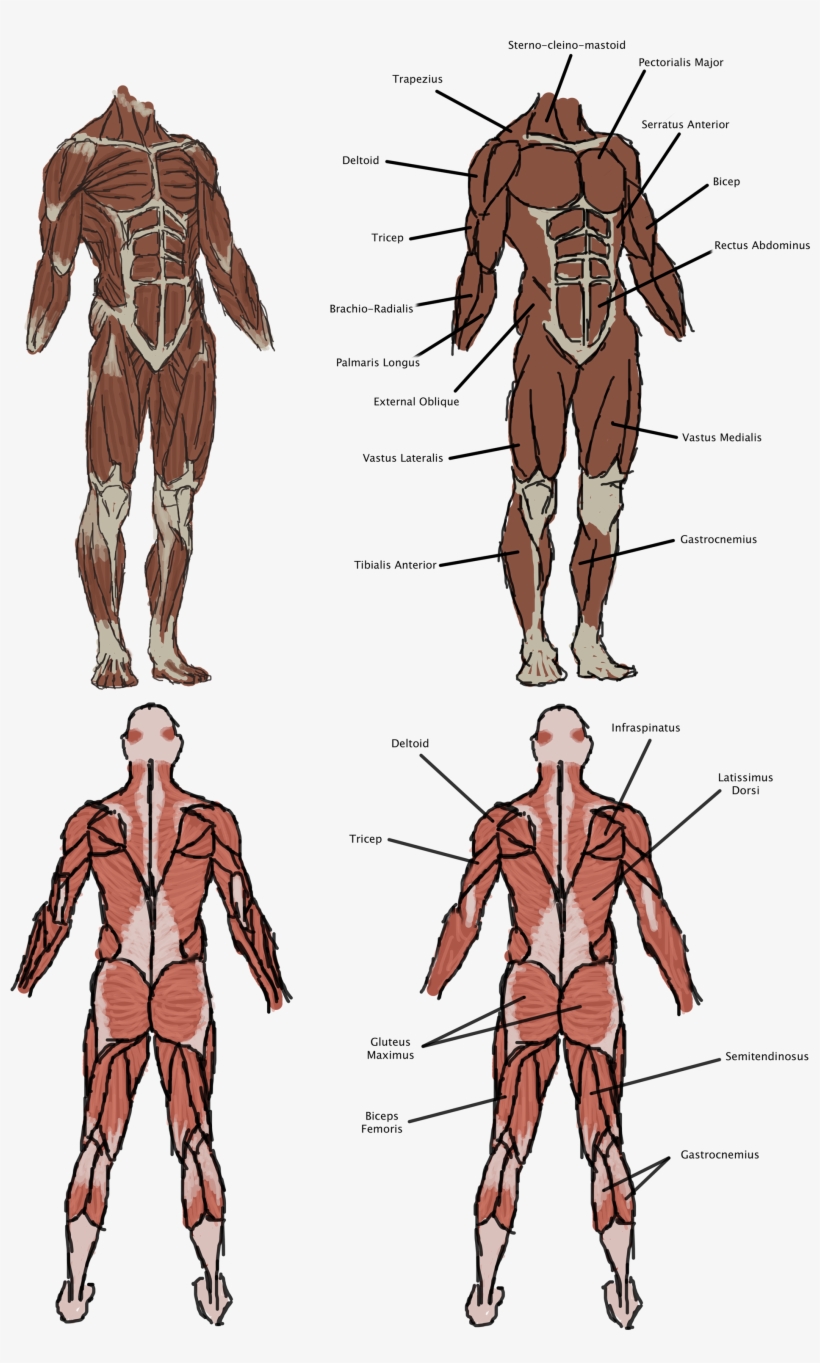 The Vitruvian Man - Human, transparent png download