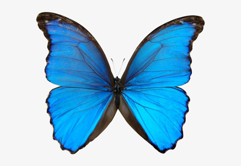 Blue Monday Silliness - Preorder On Itunes, transparent png download