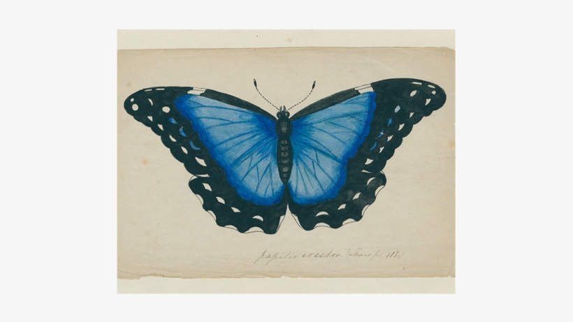 Blue Butterfly, transparent png download