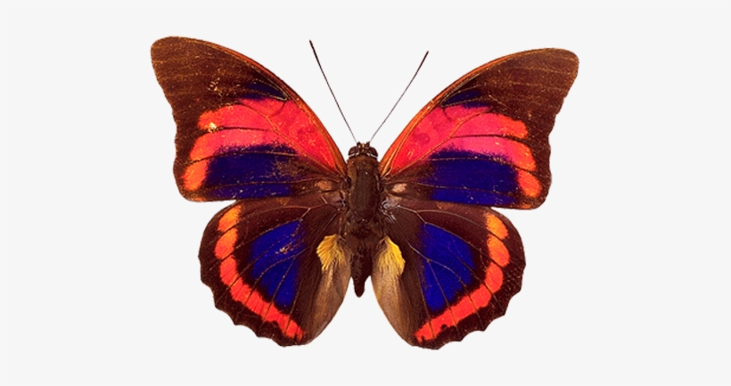 Butterfly Png Image - Butterfly Png, transparent png download