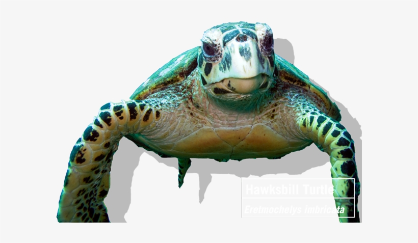 Importance Of Coral Reefs - Transparent Coral Reef, transparent png download