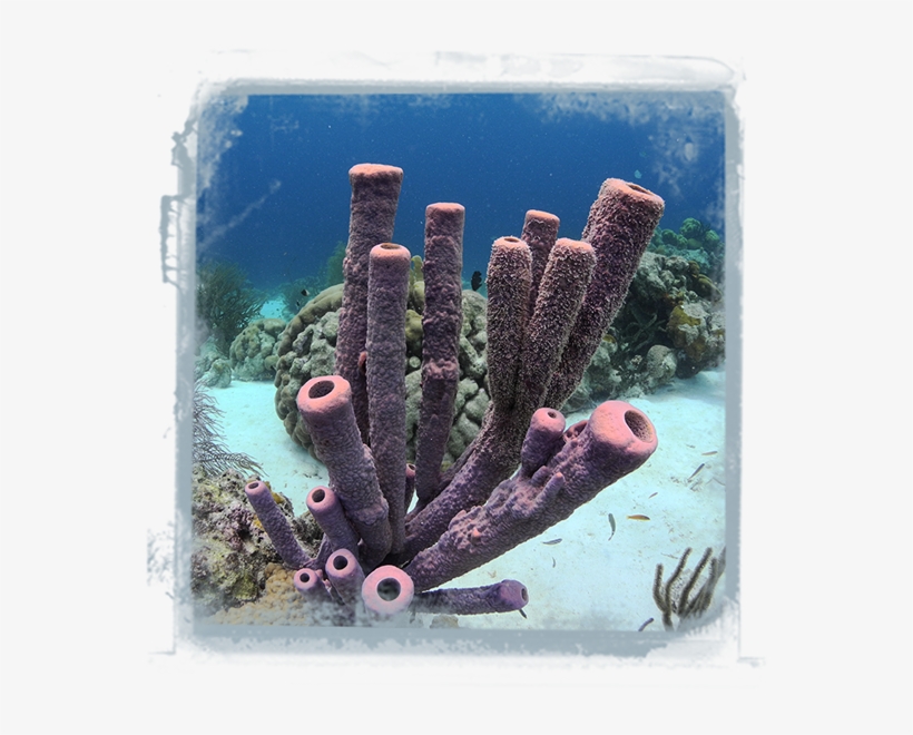 Coral-value - Marine Biology, transparent png download