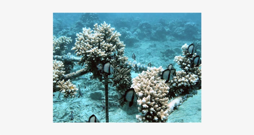 Restoring Part Of The Ecosystem On The Artificially - Underwater, transparent png download