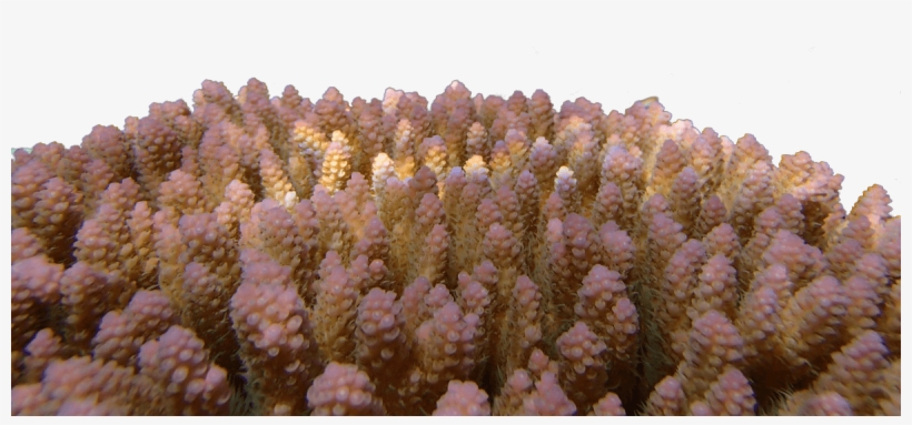 Reef-building Corals Are Among The Most Vulnerable - Underwater, transparent png download