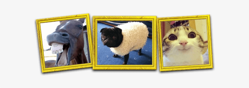 Animals Image - Sheep, transparent png download