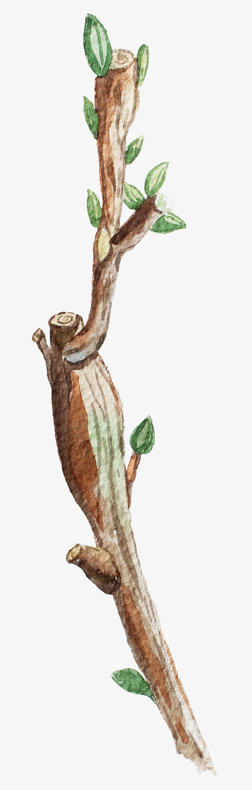 Trunk Green Leaf Decoration Vector - Watercolor Painting, transparent png download