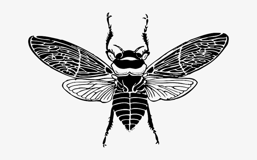 Top, Bee, Wings, Insect, Honey, Silhouette, Bug, Bees - Bee Top View, transparent png download