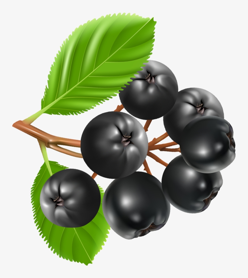 Chokeberry Clipart, transparent png download