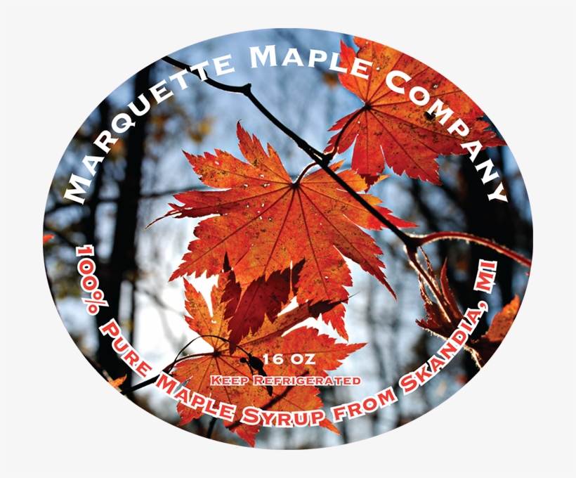 Maple, transparent png download