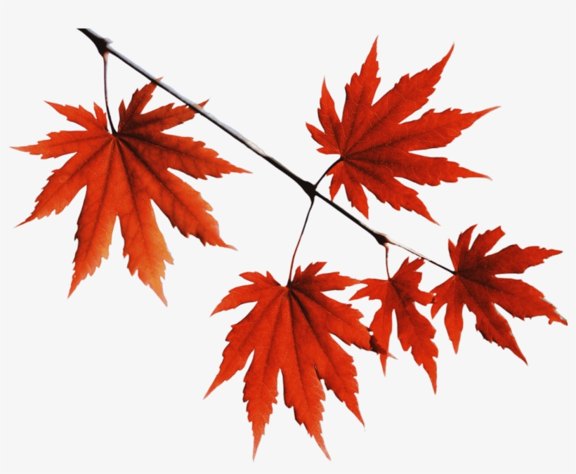 Red Tree Leaf Png, transparent png download