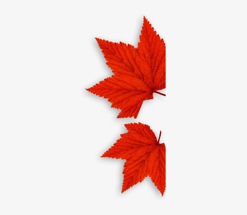 Leafs, transparent png download