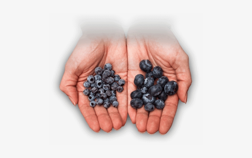 Better Bb Hands - Wild Blueberries Vs Blueberries, transparent png download