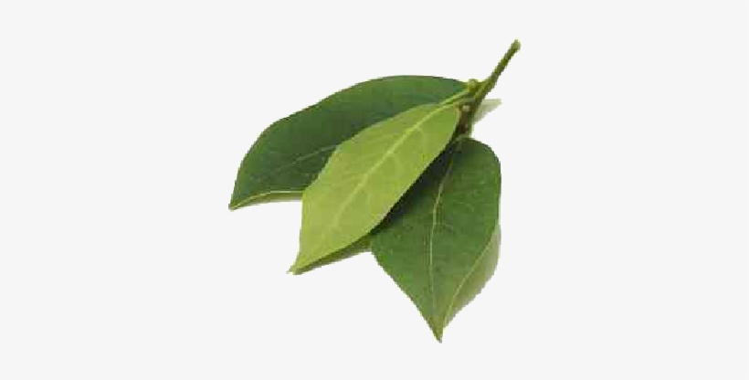 The Leaves Which Contains A High Percentage Of Oxygenated - Type Of Leaves In India, transparent png download