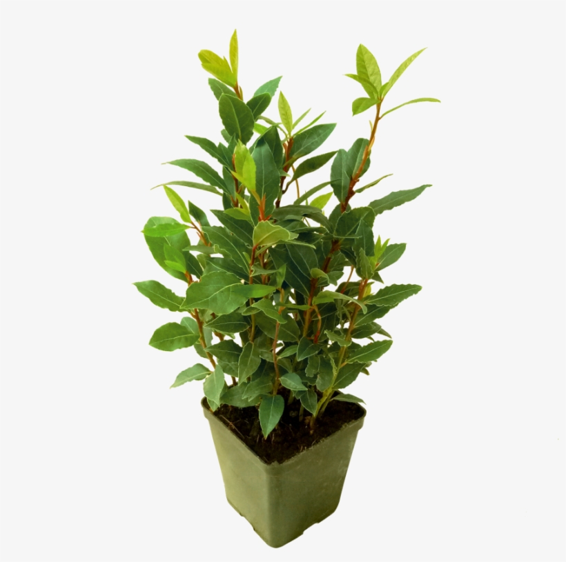 Flowerpot, transparent png download