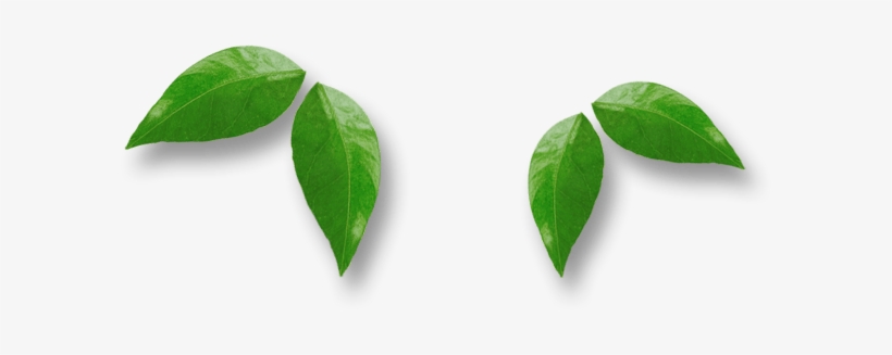 Leafs - Erythroxylaceae, transparent png download