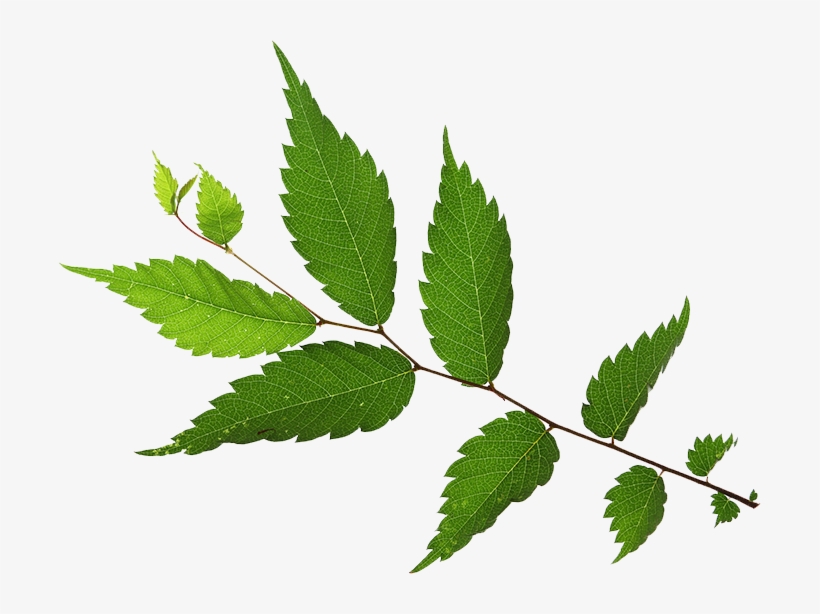 Lily - Japanese Zelkova, transparent png download
