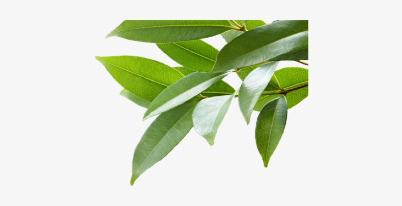 Real leaf. Real leaf