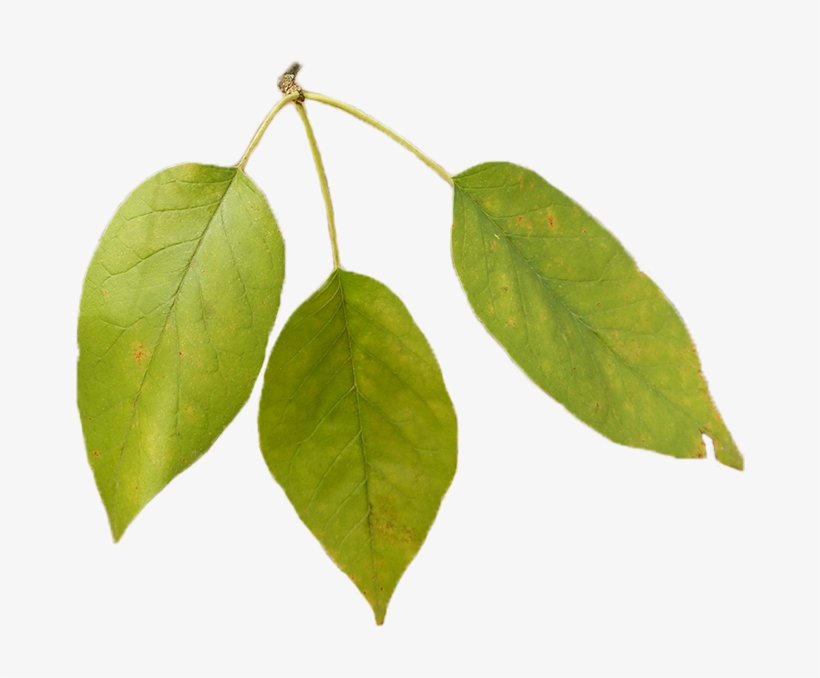 Bodark-leaves - Texas, transparent png download