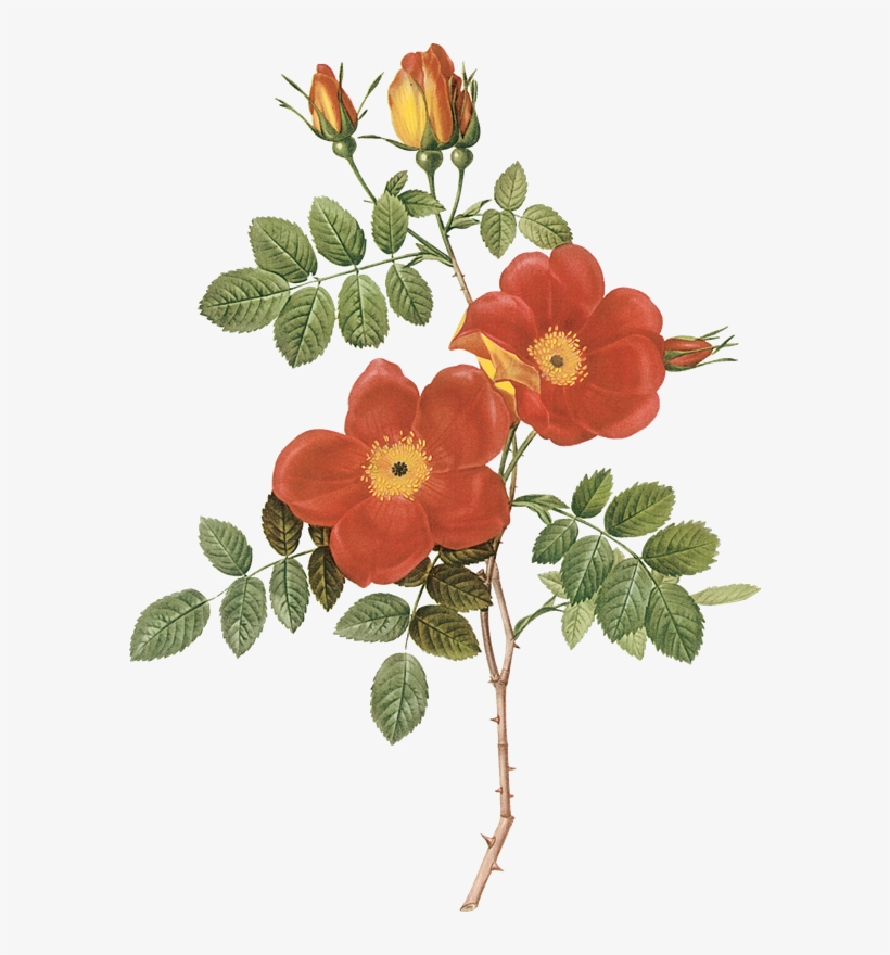 Flores Vintage - Antique Print 1959 Roses Flowers Rosa Eglanteria Punicea, transparent png download
